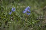 Cebulica dwulistna, Scilla bifolia