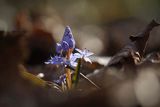 Cebulica dwulistna, Scilla bifolia