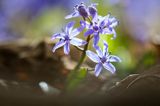 Cebulica dwulistna, Scilla bifolia