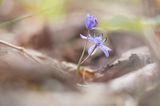 Cebulica dwulistna, Scilla bifolia