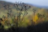 Chabazie, rośliny łakowe jesienią, Góry Sanocko-Turczańskie