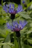 chaber miękkowłosy Centaurea mollis