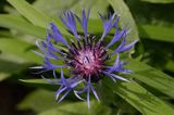 chaber miękkowłosy Centaurea mollis