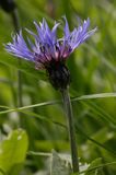 chaber miękkowłosy Centaurea mollis