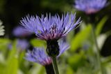 chaber miękkowłosy Centaurea mollis