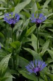 chaber miękkowłosy Centaurea mollis