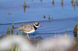 Sieweczka obrożna, Charadrius hiaticula