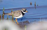 Sieweczka obrożna, Charadrius hiaticula