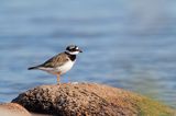 Sieweczka obrożna, Charadrius hiaticula