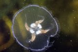 chełbia, meduza, Aurelia aurita