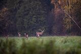  jeleń szlachetny, europejski, Cervus elaphus elaphus
jeleń karpacki, byk i łanie