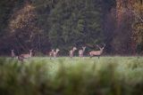  jeleń szlachetny, europejski, Cervus elaphus elaphus
jeleń karpacki, byk i łanie