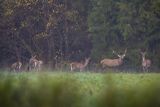  jeleń szlachetny, europejski, Cervus elaphus elaphus
jeleń karpacki, byk i łanie