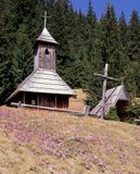 Tatry Kaplica i krokusy na Polanie Chochołowskiej, Crocus scepusiensi, Krokus spiski, szafran spiski