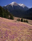 Tatry krokusy na Polanie Chochołowskiej, Crocus scepusiensi, Krokus spiski, szafran spiski