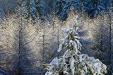 Ośnieżona choinka i modrzewie, Bieszczady