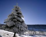 Bieszczady choinka świerk