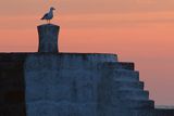 Christianso wyspa, świt i ptaki, Dania, Mewa srebrzysta, Larus argentatus, wyspa Frederikso