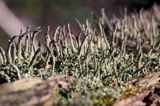 Chrobotek szydlasty, Cladonia coniocraea