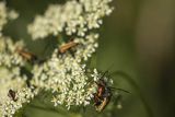 Zmorsznik czerwony, Stictoleptura rubra