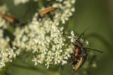 Zmorsznik czerwony, Stictoleptura rubra