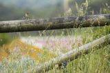 Chwastówka zwyczajna, chwastówka, Cisticola juncidis, Asturia, Hiszpania