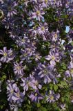 Clematis z grupy Viticella 'Prince Charles'