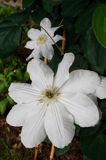 Clematis 'Madame le Coultre'