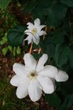 Clematis 'Madame le Coultre'