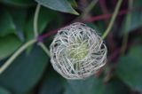 Clematis x hybrida, powojnik wielkokwiatowy, owoc, 'Madame le Coultre'