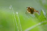 Cuchna nawozowa, Scathophaga stercoraria z kroplą