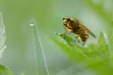 Cuchna nawozowa, Scathophaga stercoraria z kroplą