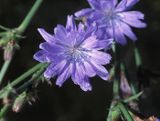 cykoria podróżnik Cichorium intybus)