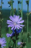 cykoria podróżnik Cichorium intybus)