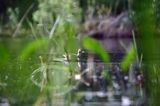 Cyraneczka zwyczajna, cyraneczka, Anas crecca, samica