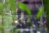 Cyraneczka zwyczajna, cyraneczka, Anas crecca, samica
