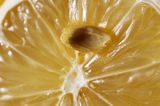 Pestka cytryny zwyczajnej Citrus limon L.) Burm.)