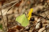 Podbiał pospolity, Tussilago farfara i cytrynek, Gonepteryx rhamni