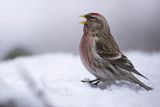 Czeczotka, Carduelis flammea, Acanthis flammea, samiec