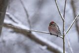 Czeczotka, Carduelis flammea, Acanthis flammea, samiec