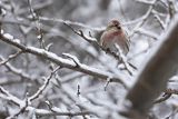 Czeczotka, Carduelis flammea, Acanthis flammea, samiec