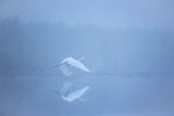 Czapla biała, Casmerodius albus, Ardea alba, Egretta alba