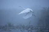 czapla biała, Casmerodius albus, Ardea alba, Egretta alba