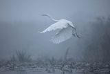 Czapla biała, Casmerodius albus, Ardea alba, Egretta alba