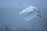 Czapla biała, Casmerodius albus, Ardea alba, Egretta alba