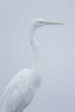 Czapla biała, Casmerodius albus, Ardea alba, Egretta alba