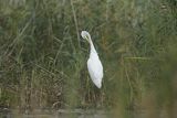 Czapla biała, Casmerodius albus, Ardea alba, Egretta alba