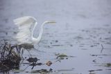 Czapla biała, Casmerodius albus, Ardea alba, Egretta alba