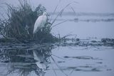 Czapla biała, Casmerodius albus, Ardea alba, Egretta alba