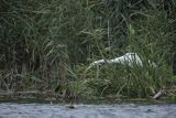 Czapla biała, Casmerodius albus, Ardea alba, Egretta alba